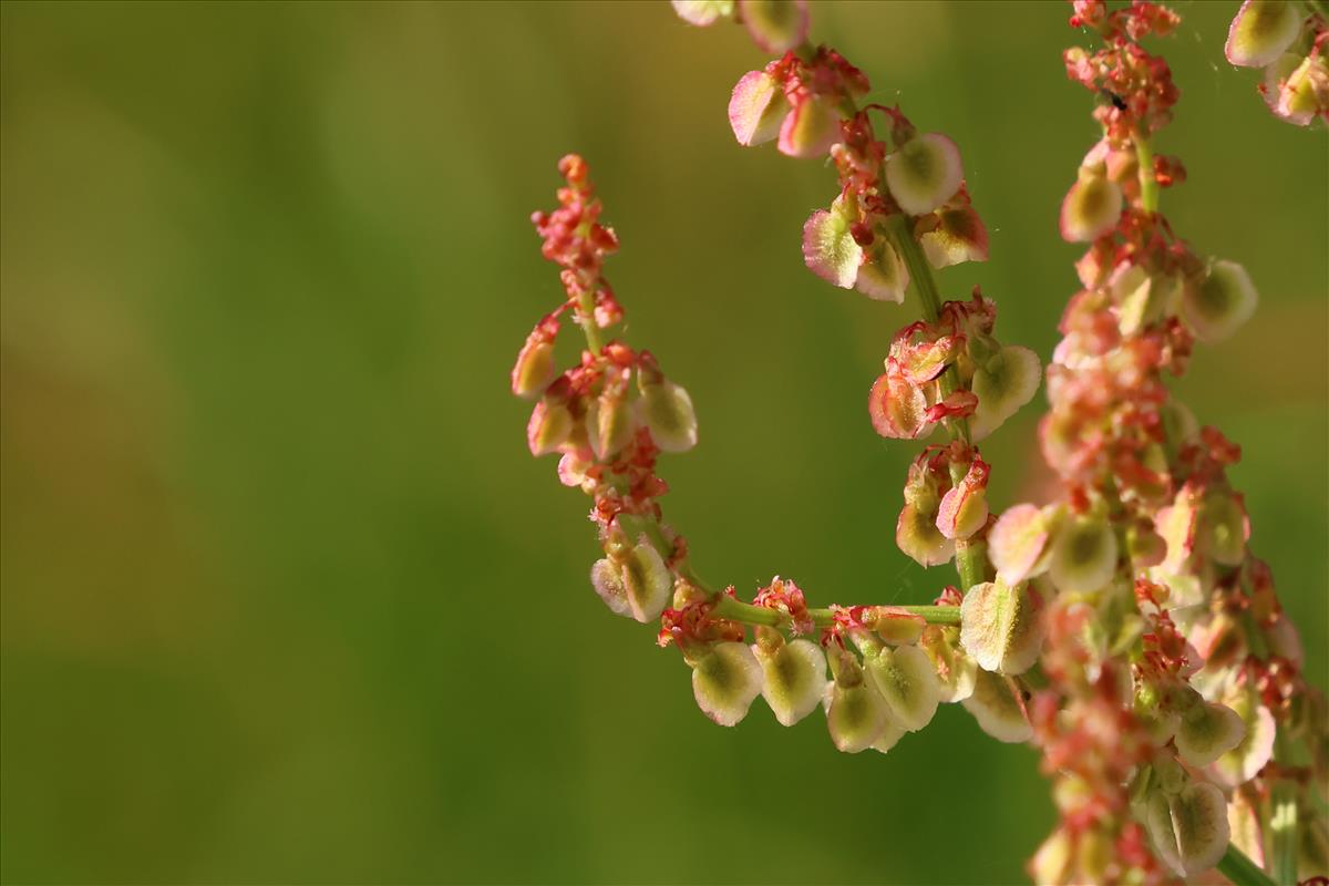 Rumex thyrsiflorus (door Willem Braam)