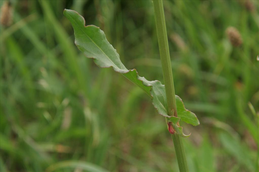 Rumex thyrsiflorus (door Willem Braam)