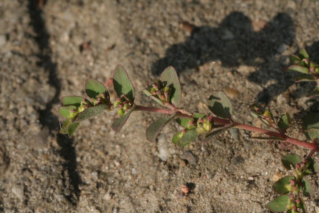 Euphorbia prostrata (door Willem Braam)