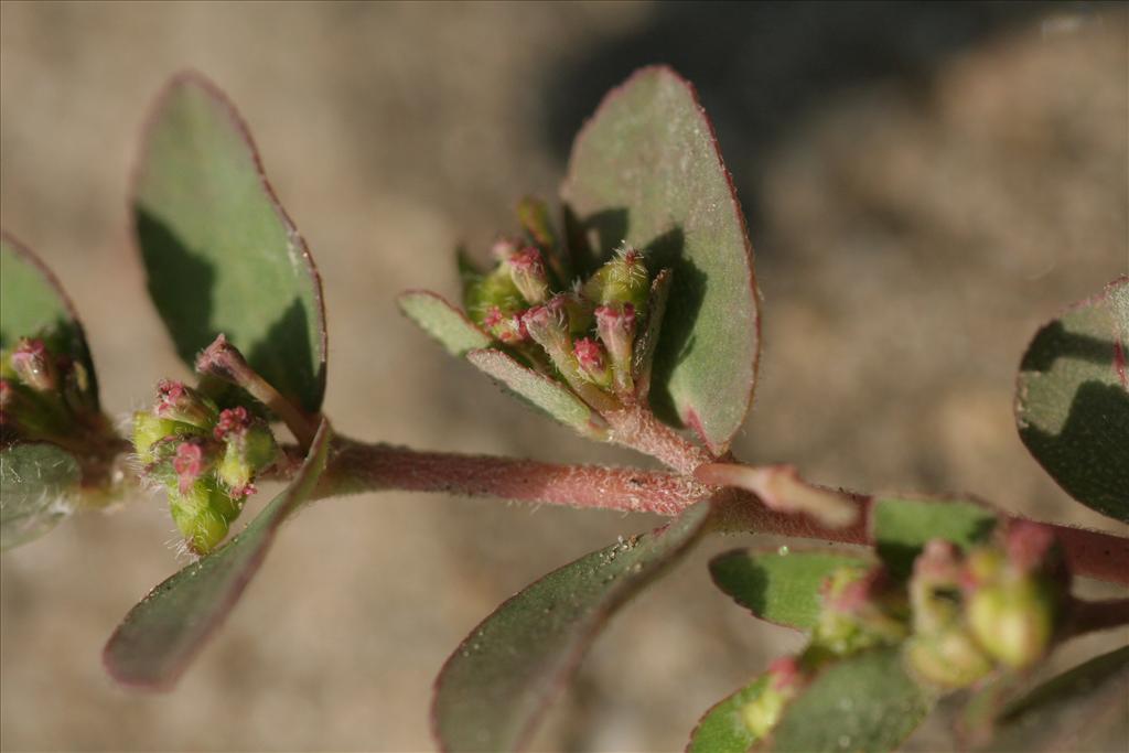 Euphorbia prostrata (door Willem Braam)