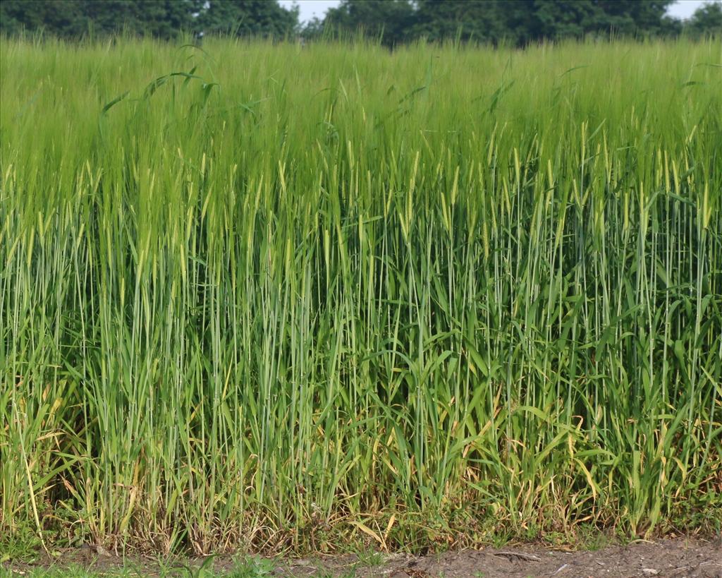 Hordeum vulgare (door Willem Braam)