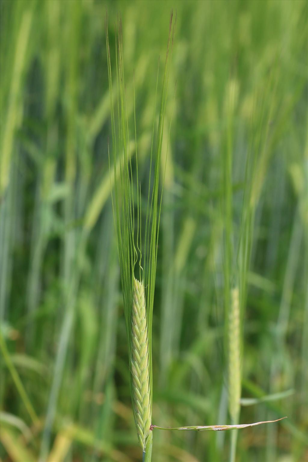 Hordeum vulgare (door Willem Braam)