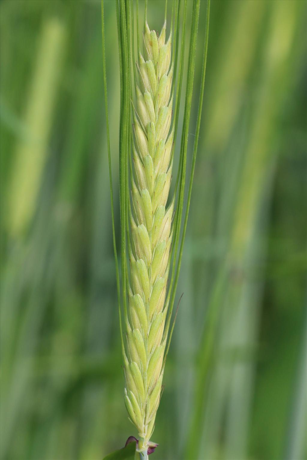 Hordeum vulgare (door Willem Braam)