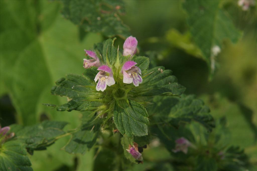 Galeopsis bifida (door Willem Braam)