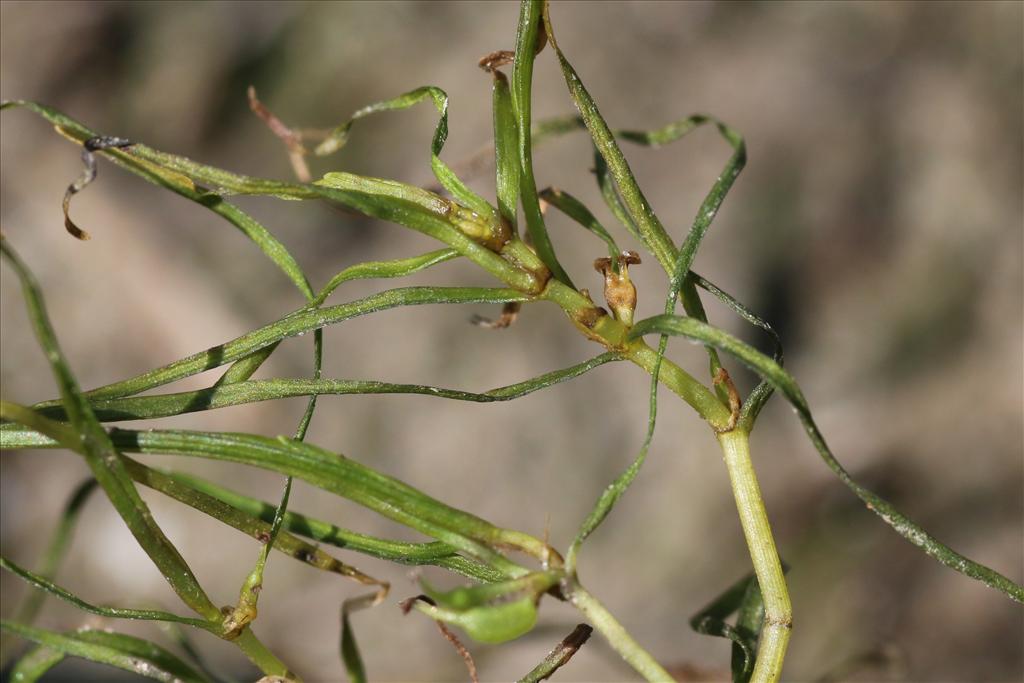 Zannichellia palustris subsp. pedicellata (door Willem Braam)