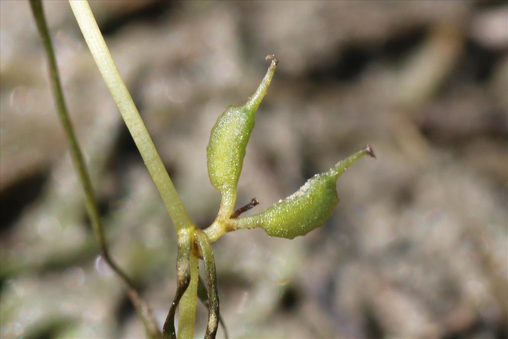 Zannichellia palustris subsp. pedicellata (door Willem Braam)