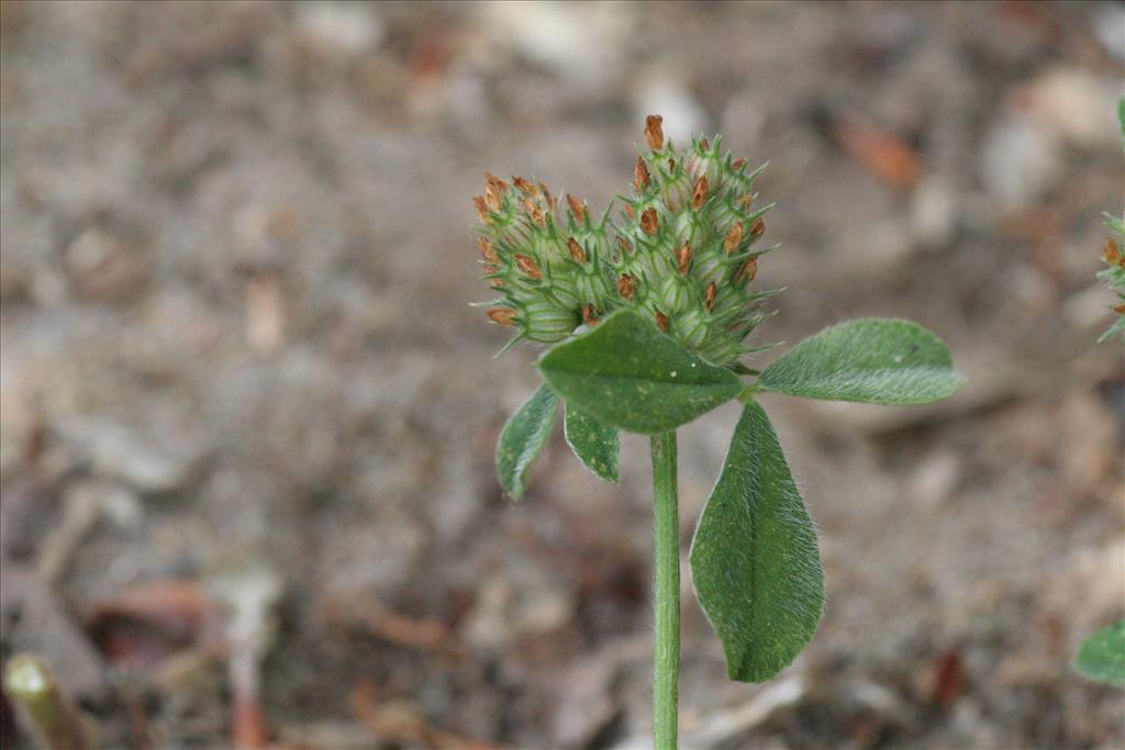 Trifolium striatum (door Willem Braam)