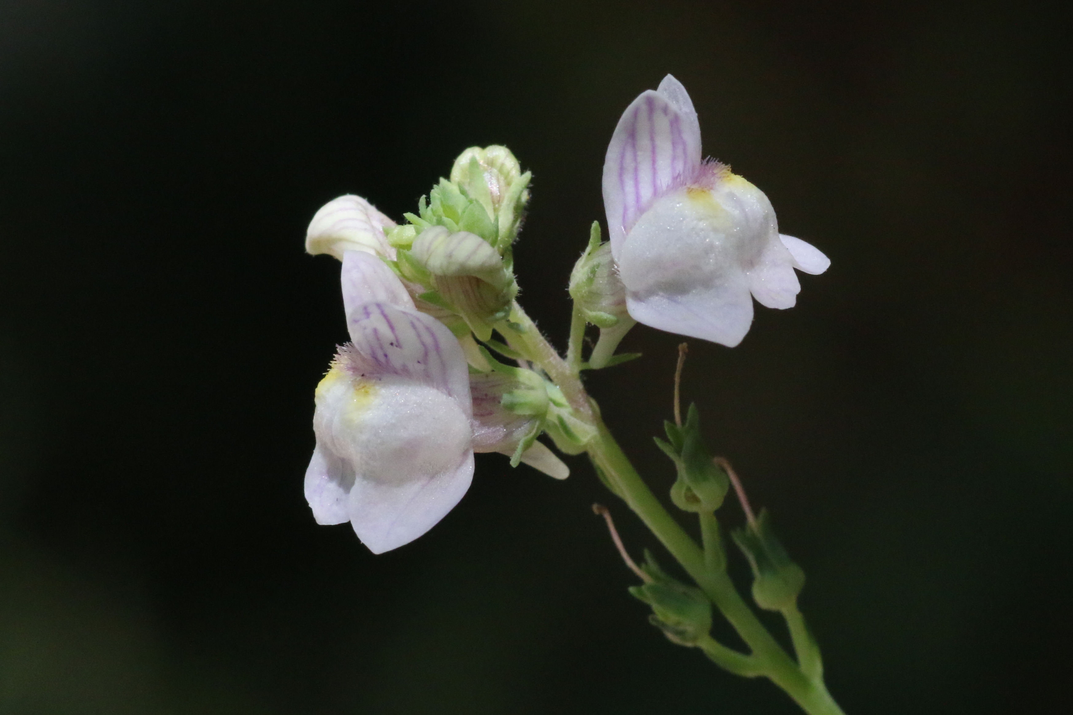 Linaria repens (door Willem Braam)