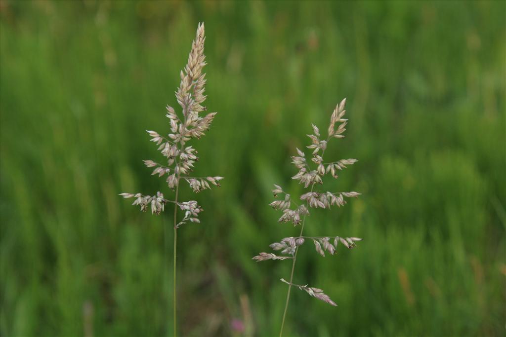 Holcus lanatus (door Willem Braam)