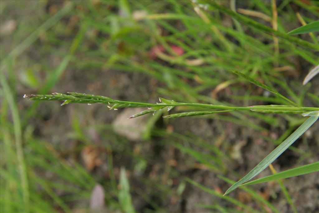 Glyceria declinata (door Willem Braam)