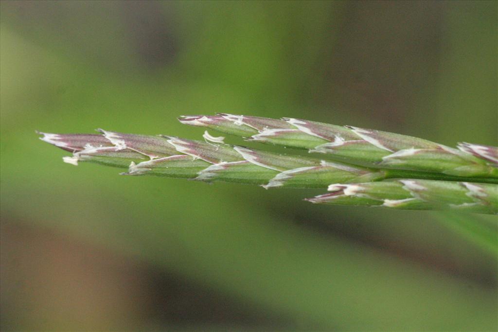 Glyceria declinata (door Willem Braam)