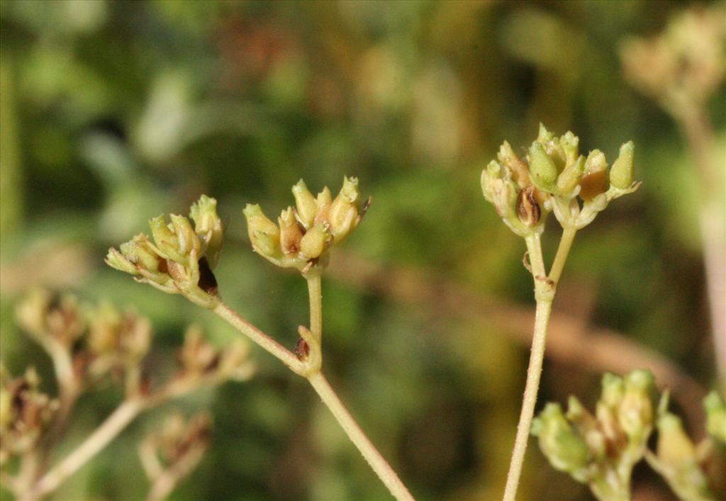 Valerianella dentata (door Willem Braam)