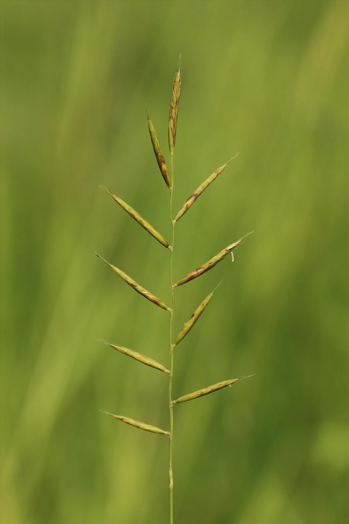 Brachypodium pinnatum (door Willem Braam)