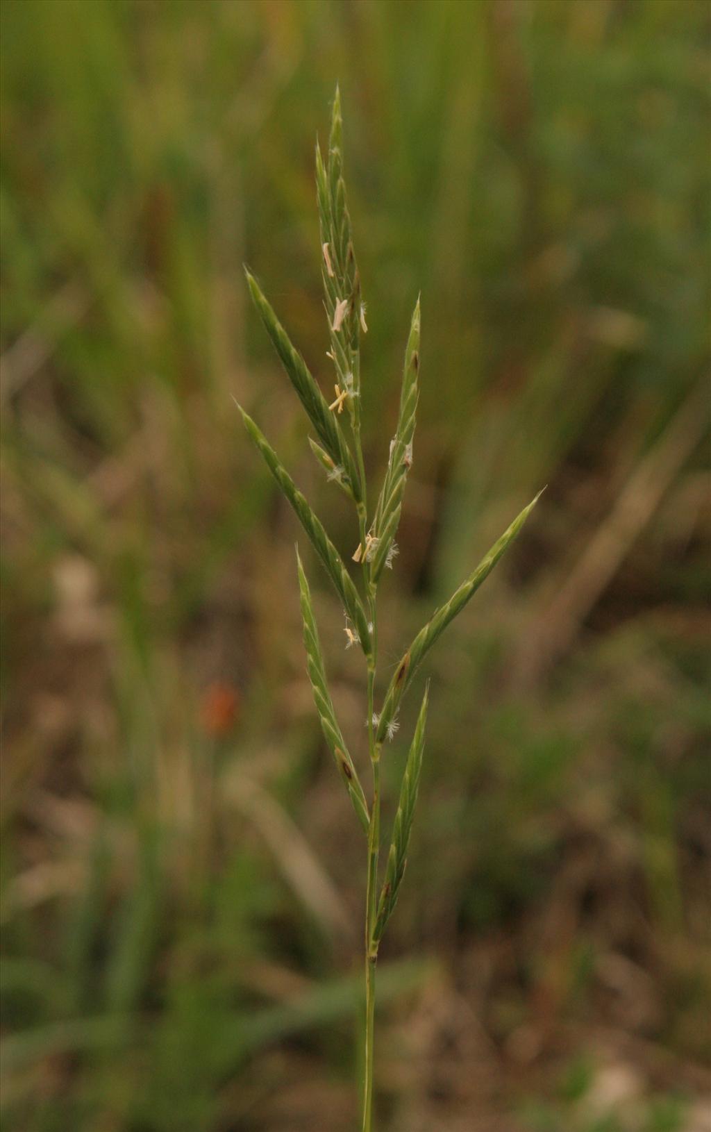 Brachypodium pinnatum (door Willem Braam)