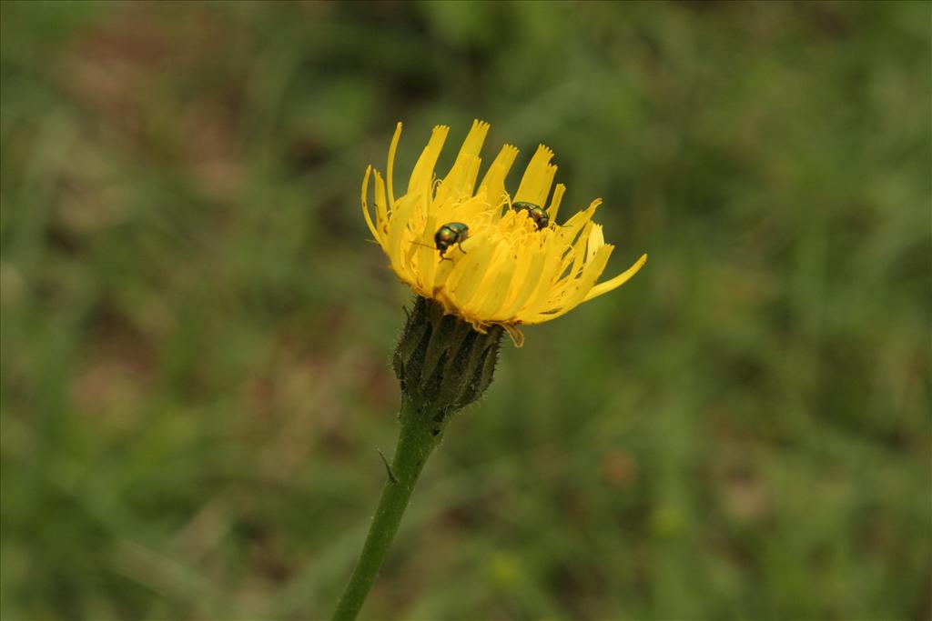 Hypochaeris maculata (door Willem Braam)
