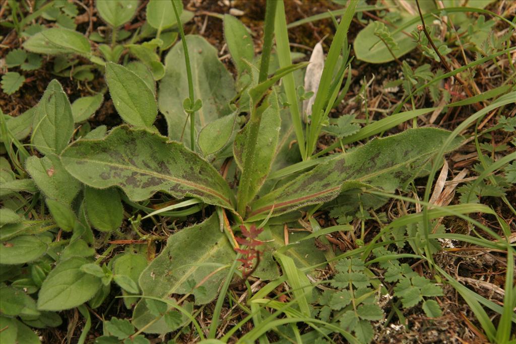 Hypochaeris maculata (door Willem Braam)