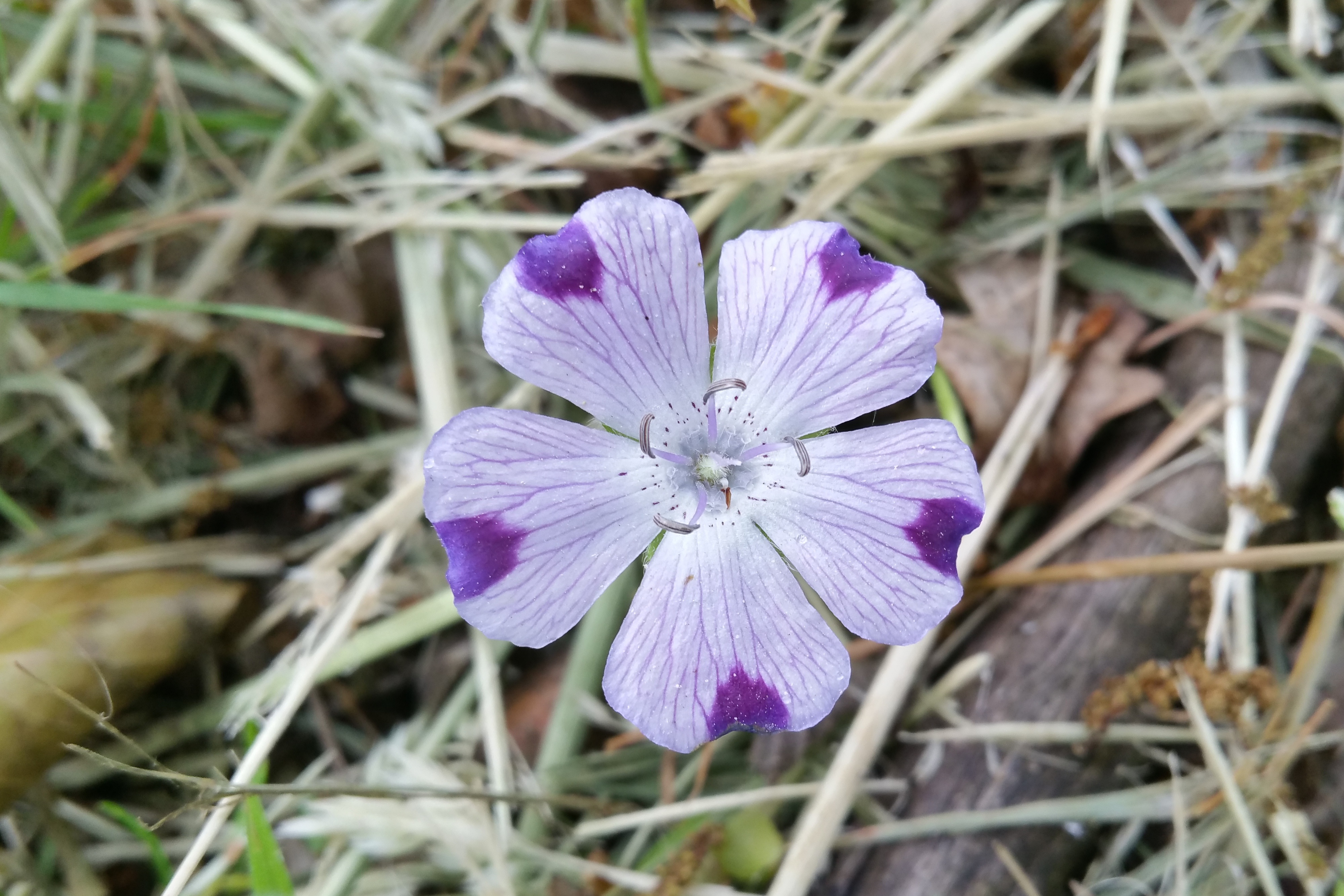 Nemophila maculata (door Willem Braam)