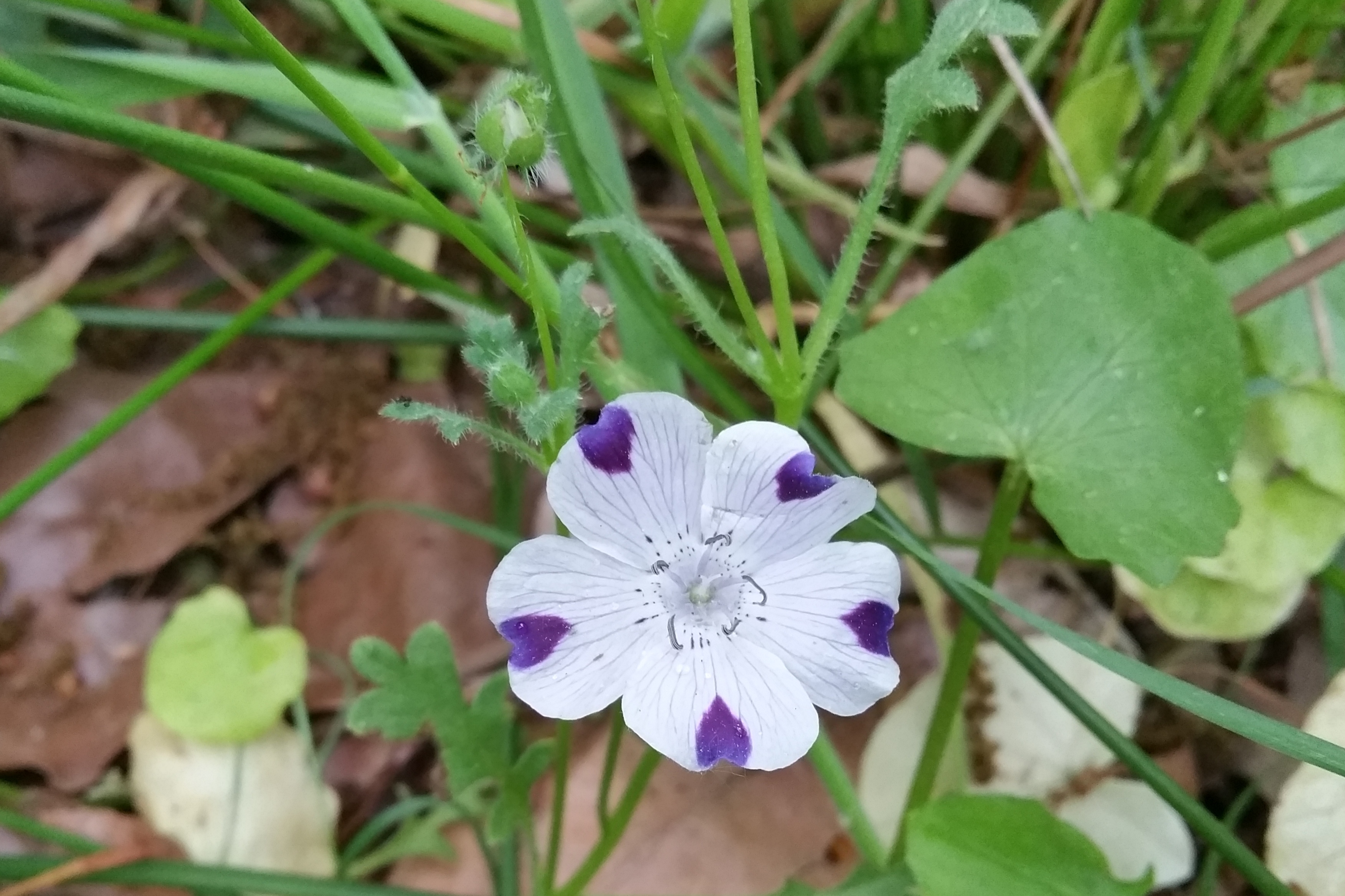 Nemophila maculata (door Willem Braam)