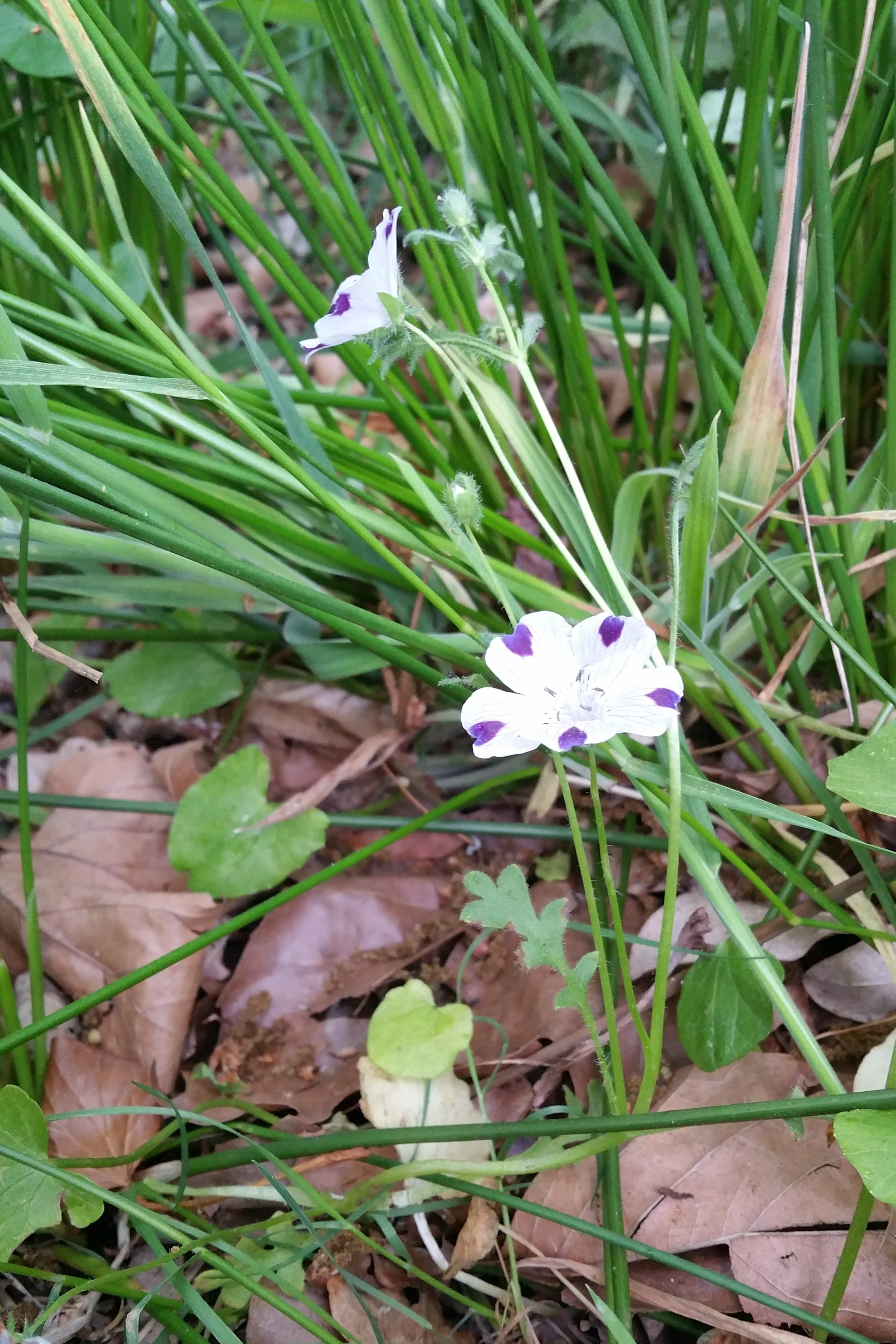 Nemophila maculata (door Willem Braam)