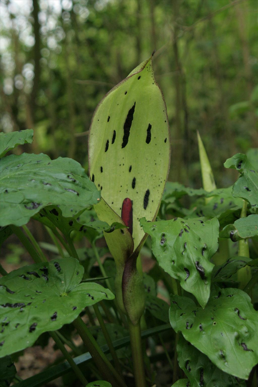 Arum maculatum (door Willem Braam)