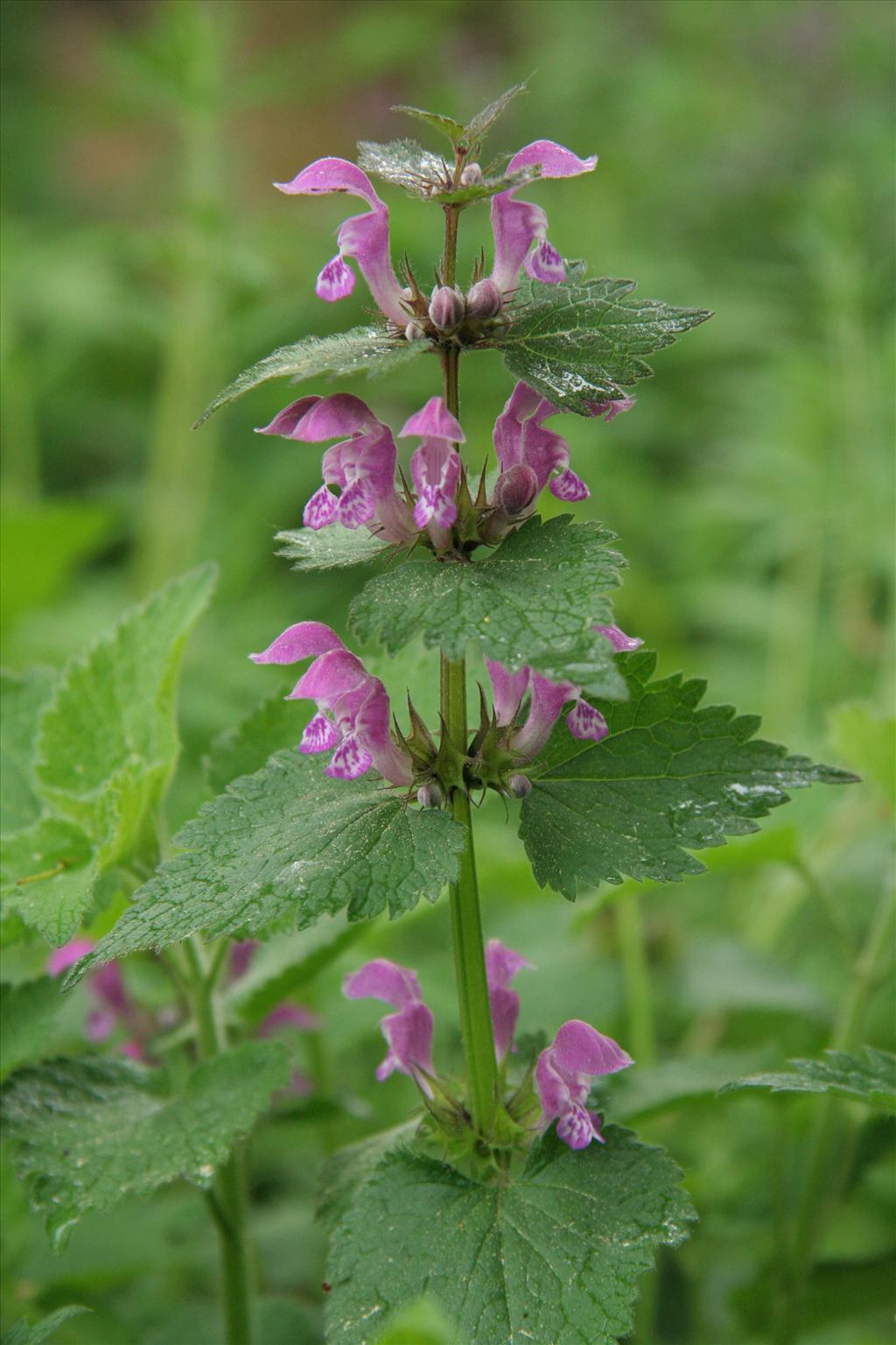 Lamium maculatum s.s. (door Willem Braam)