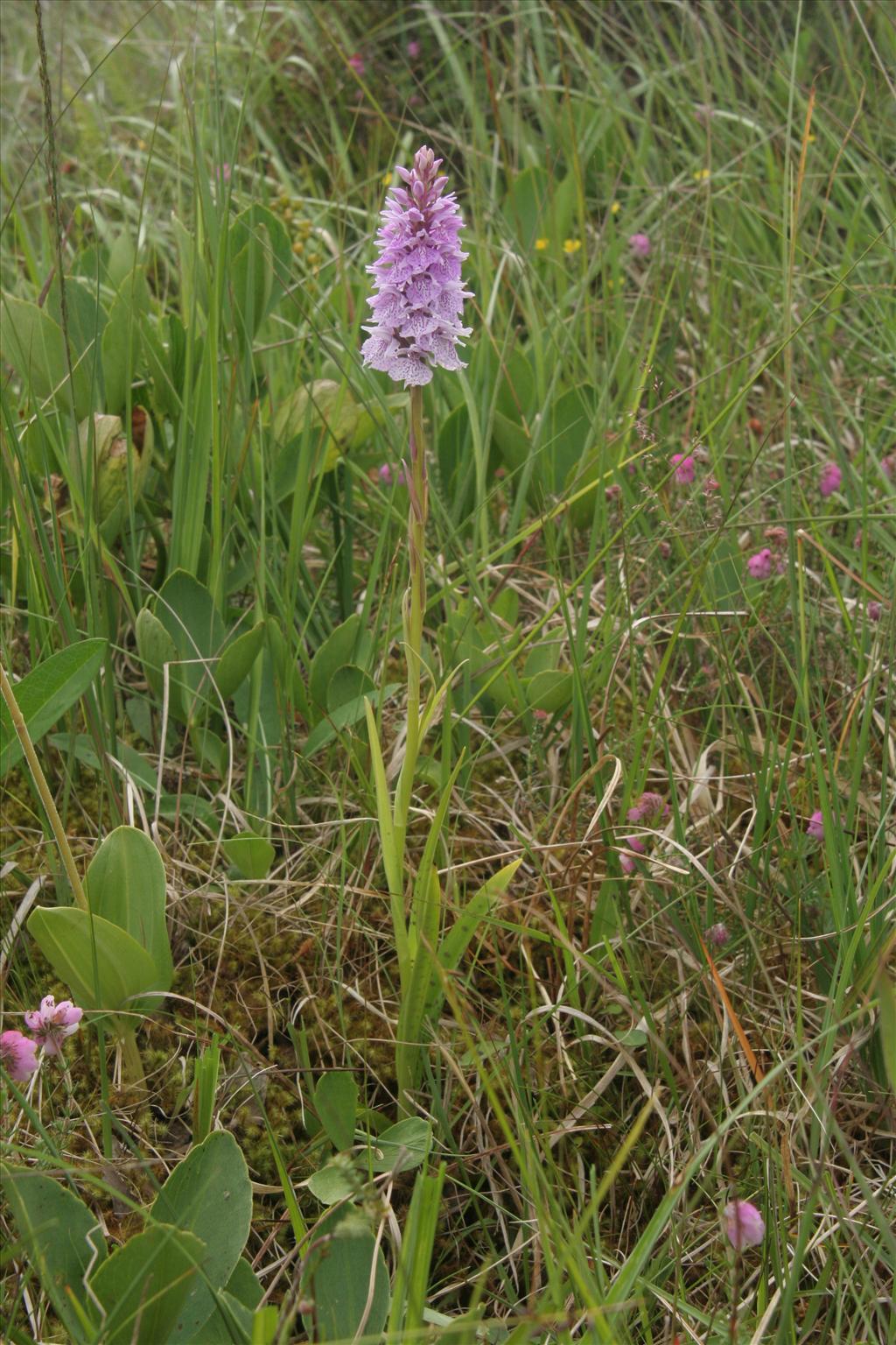 Dactylorhiza maculata (door Willem Braam)