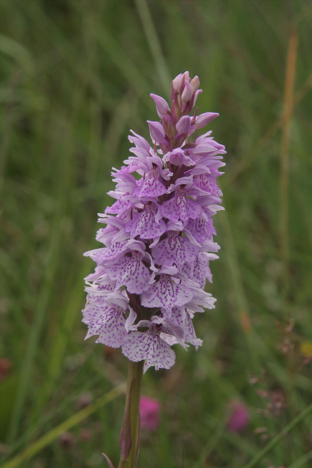 Dactylorhiza maculata (door Willem Braam)