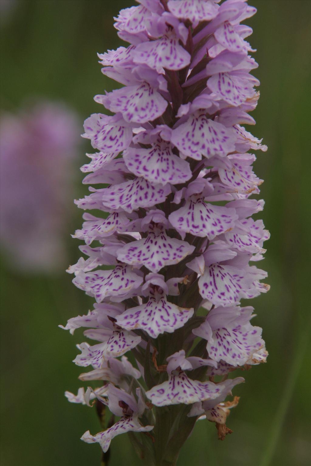 Dactylorhiza maculata (door Willem Braam)