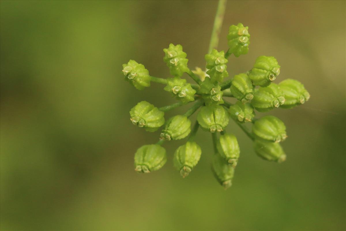 Conium maculatum (door Willem Braam)