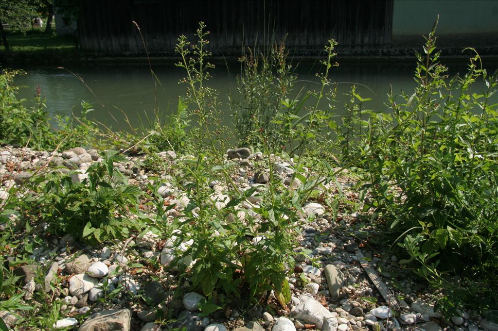 Scrophularia umbrosa (door Willem Braam)