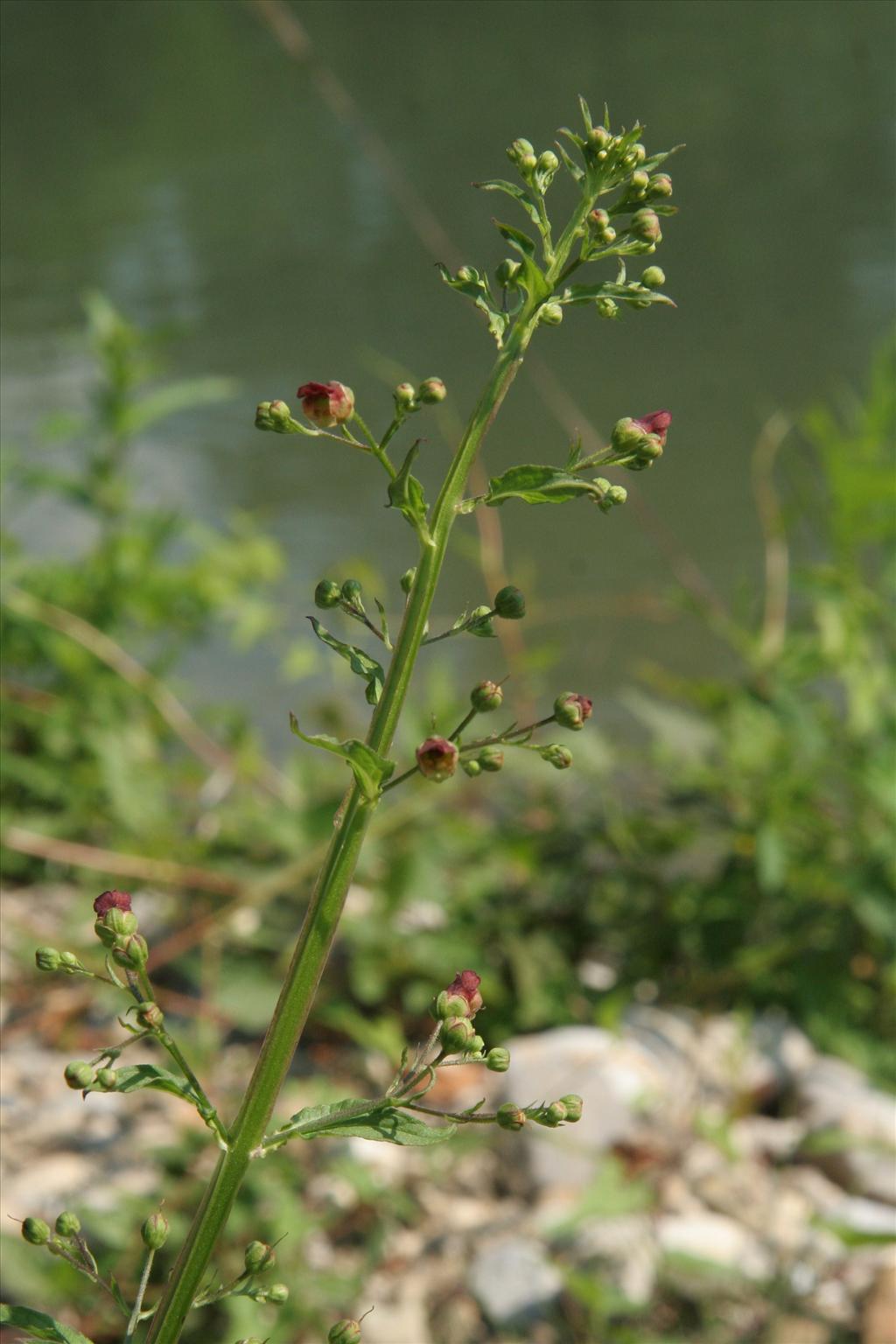 Scrophularia umbrosa (door Willem Braam)