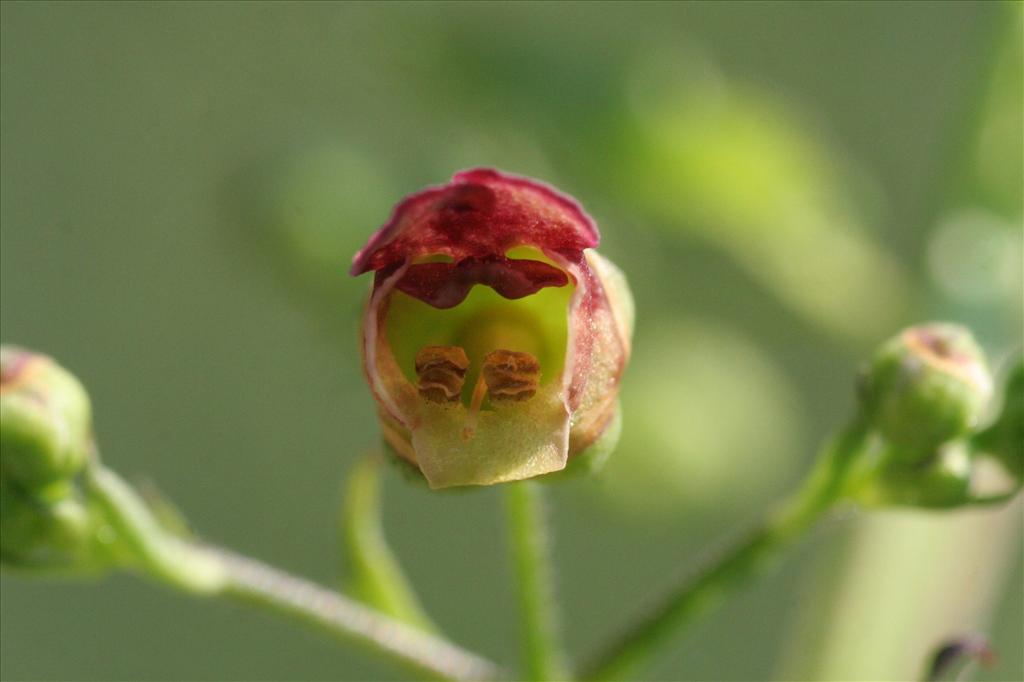 Scrophularia umbrosa (door Willem Braam)