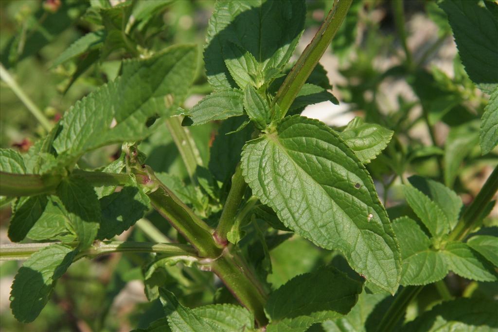 Scrophularia umbrosa (door Willem Braam)