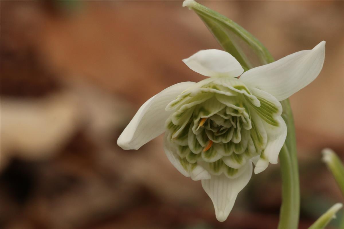 Galanthus nivalis f. pleniflorus (door Willem Braam)