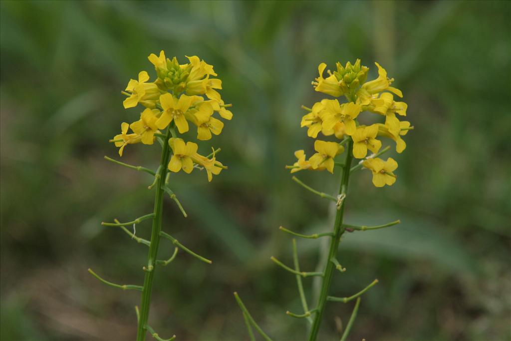 Barbarea vulgaris (door Willem Braam)