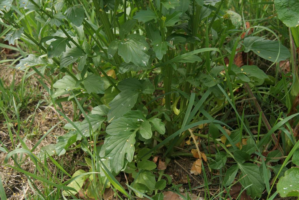 Barbarea vulgaris (door Willem Braam)