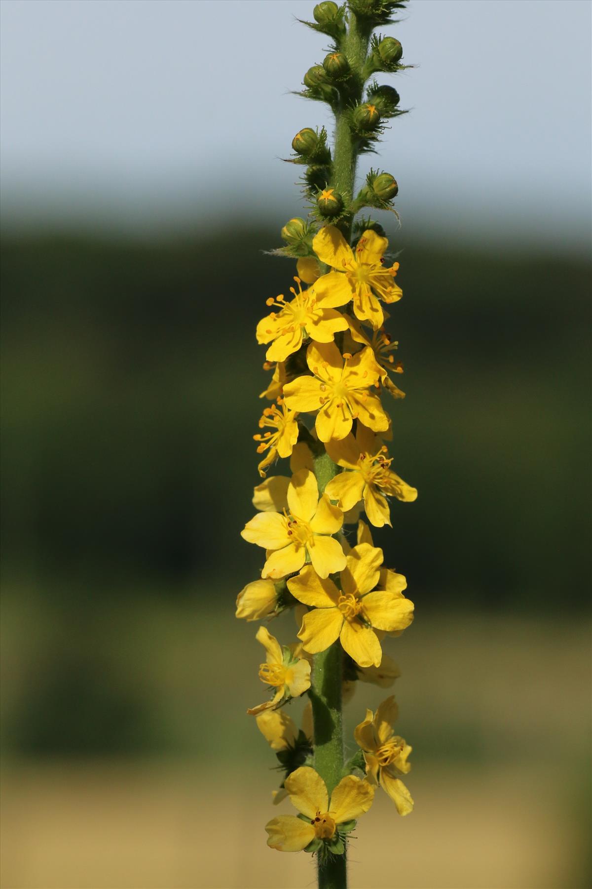 Agrimonia eupatoria (door Willem Braam)