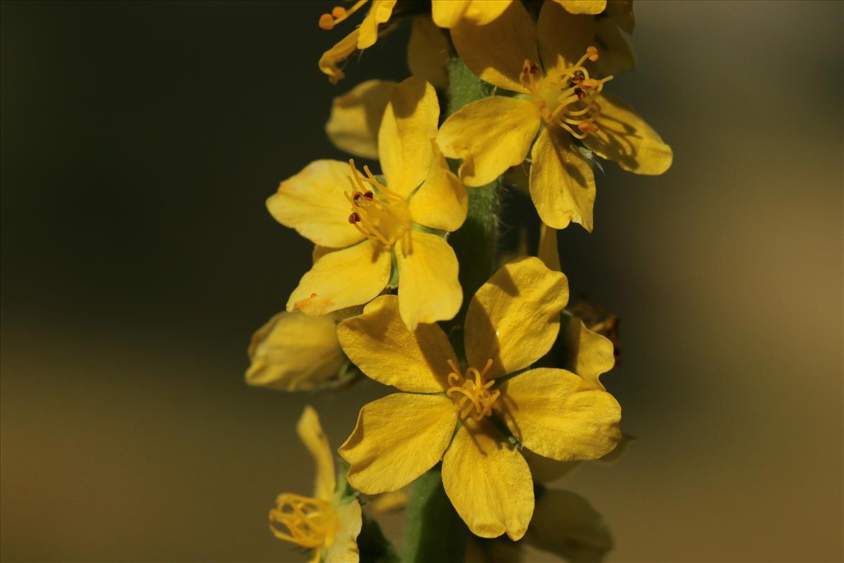 Agrimonia eupatoria (door Willem Braam)