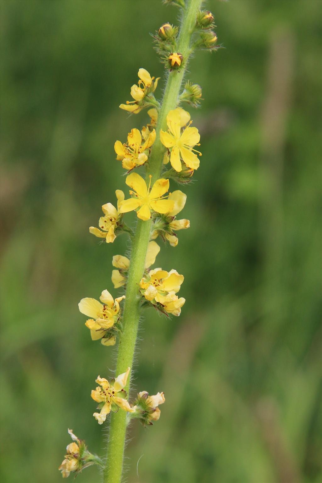 Agrimonia eupatoria (door Willem Braam)