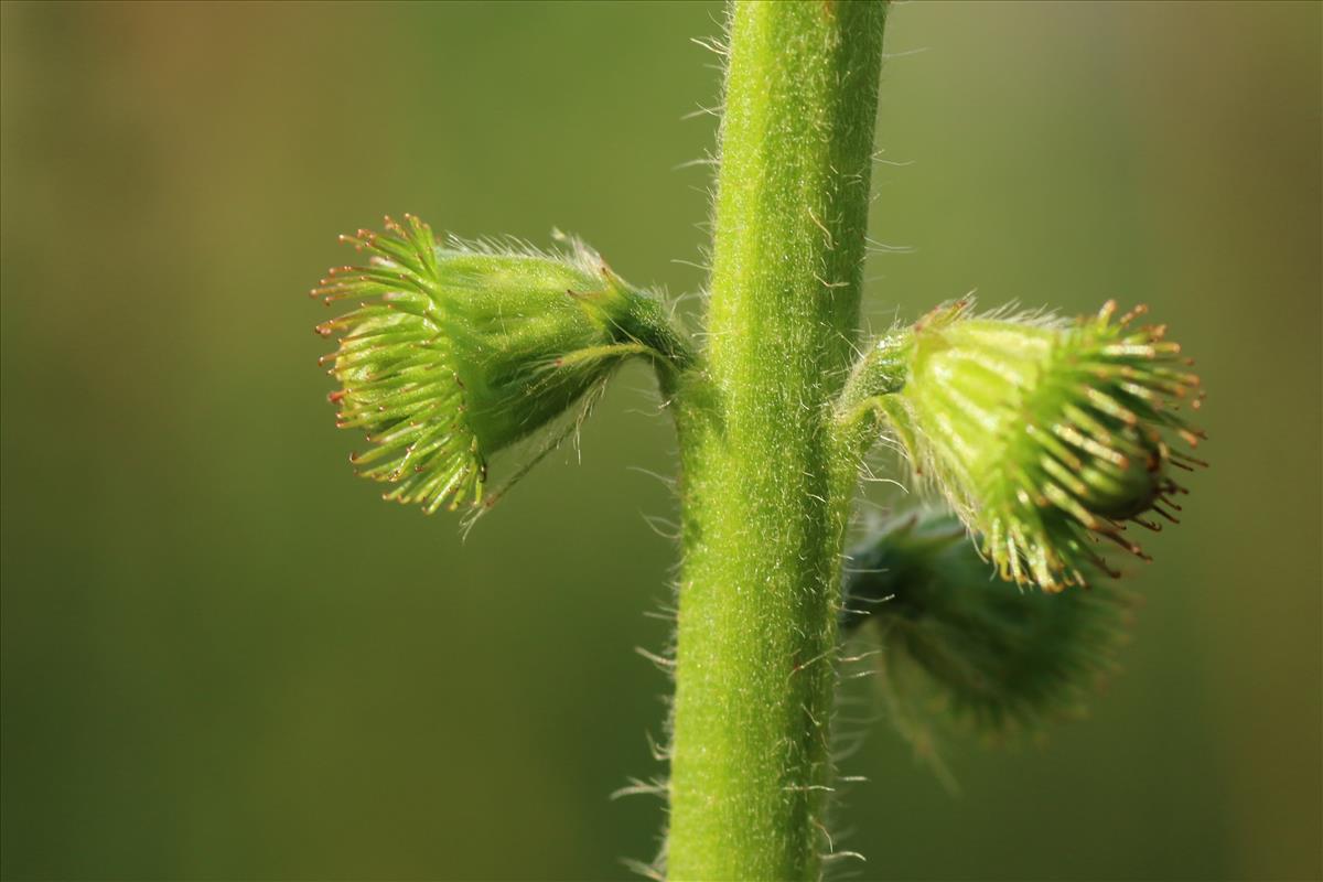Agrimonia eupatoria (door Willem Braam)