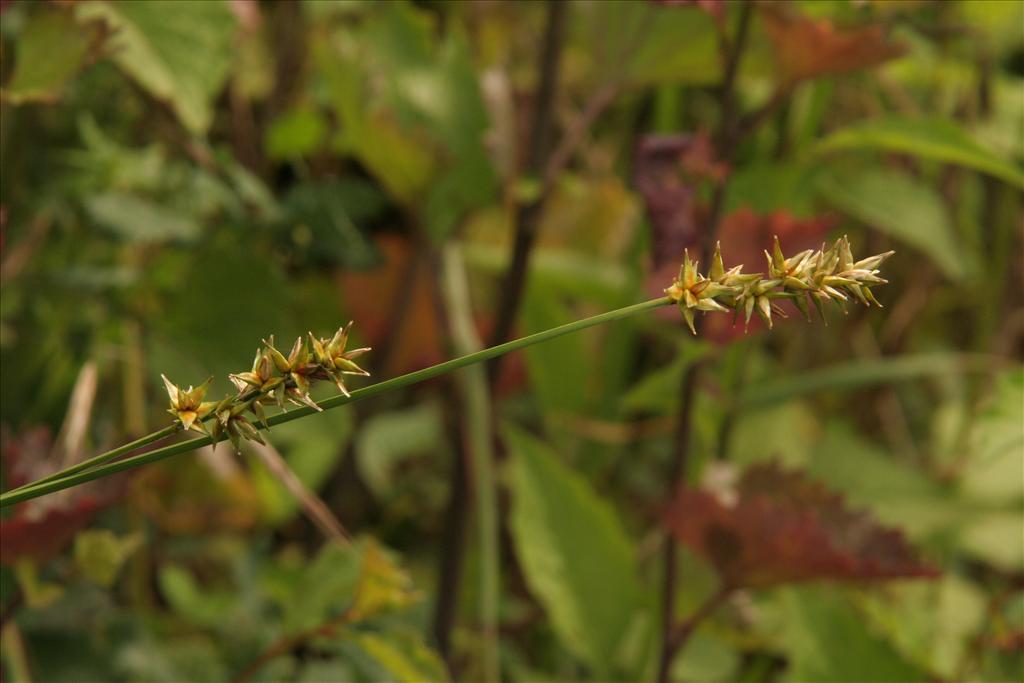 Carex spicata (door Willem Braam)