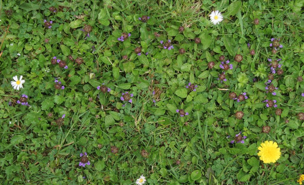 Prunella vulgaris (door Willem Braam)