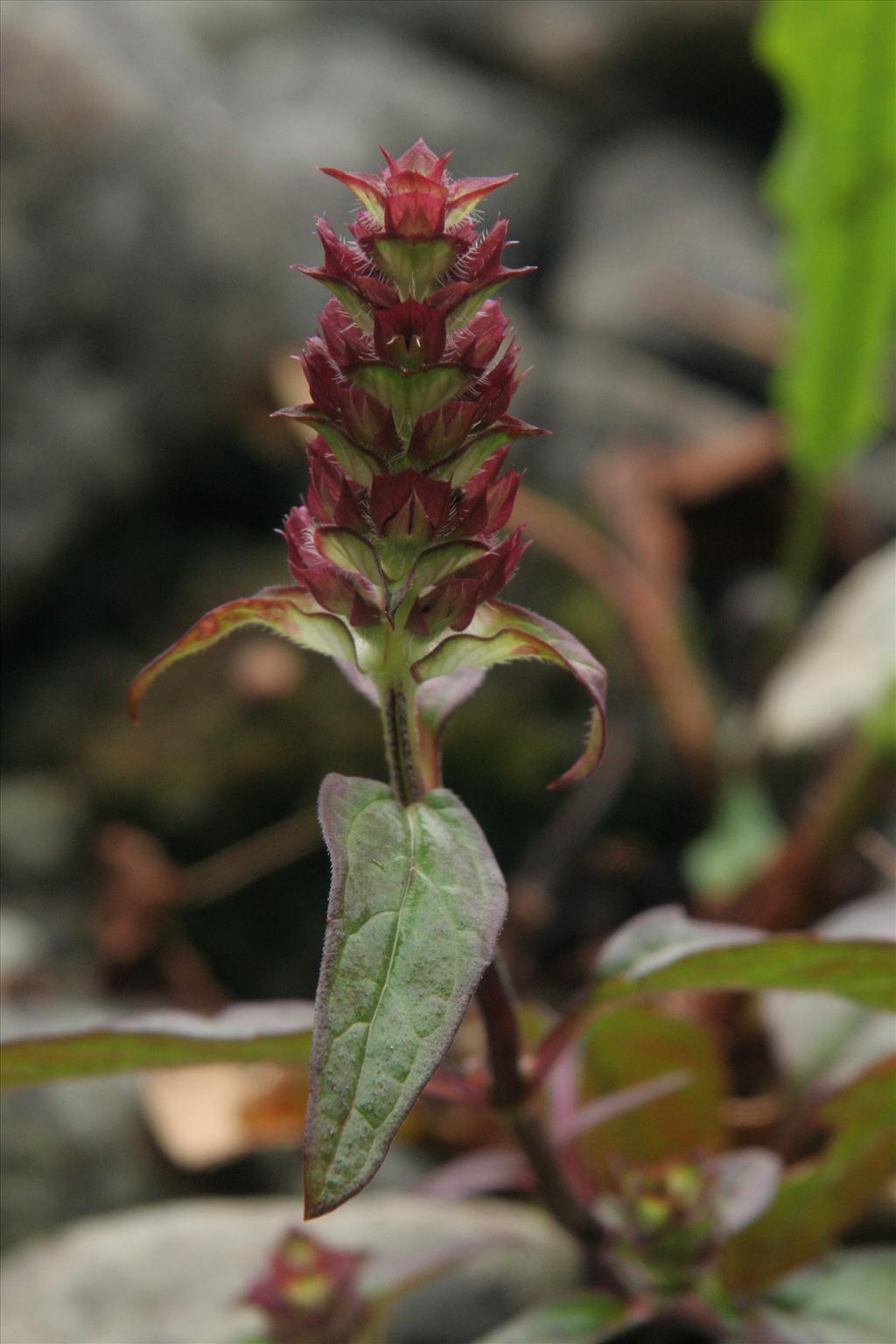 Prunella vulgaris (door Willem Braam)