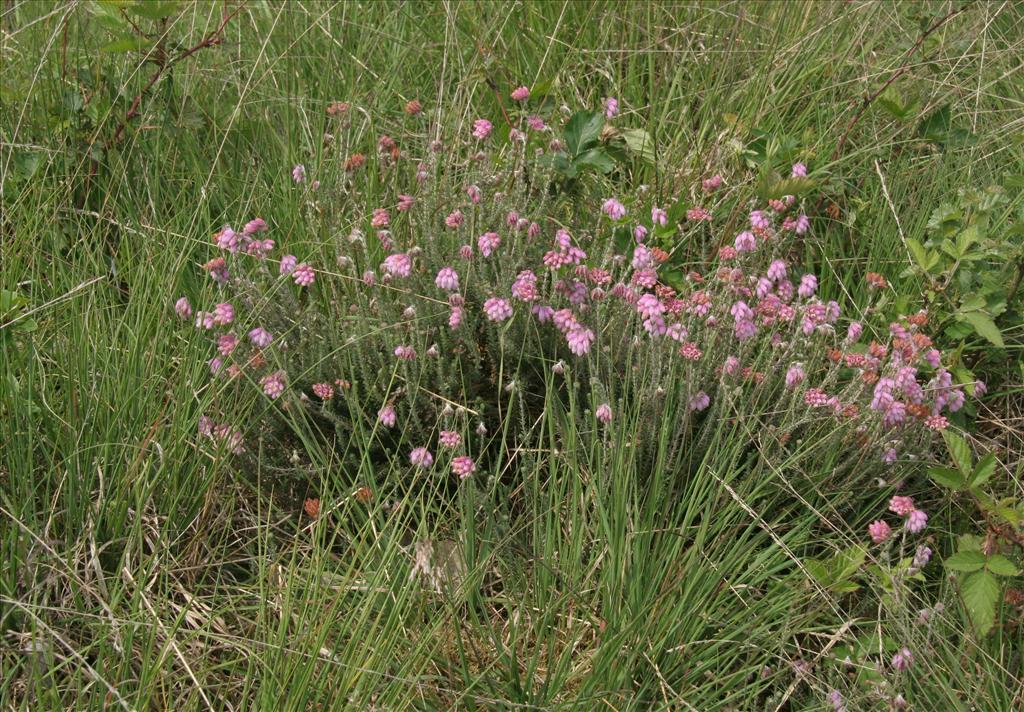 Erica tetralix (door Willem Braam)