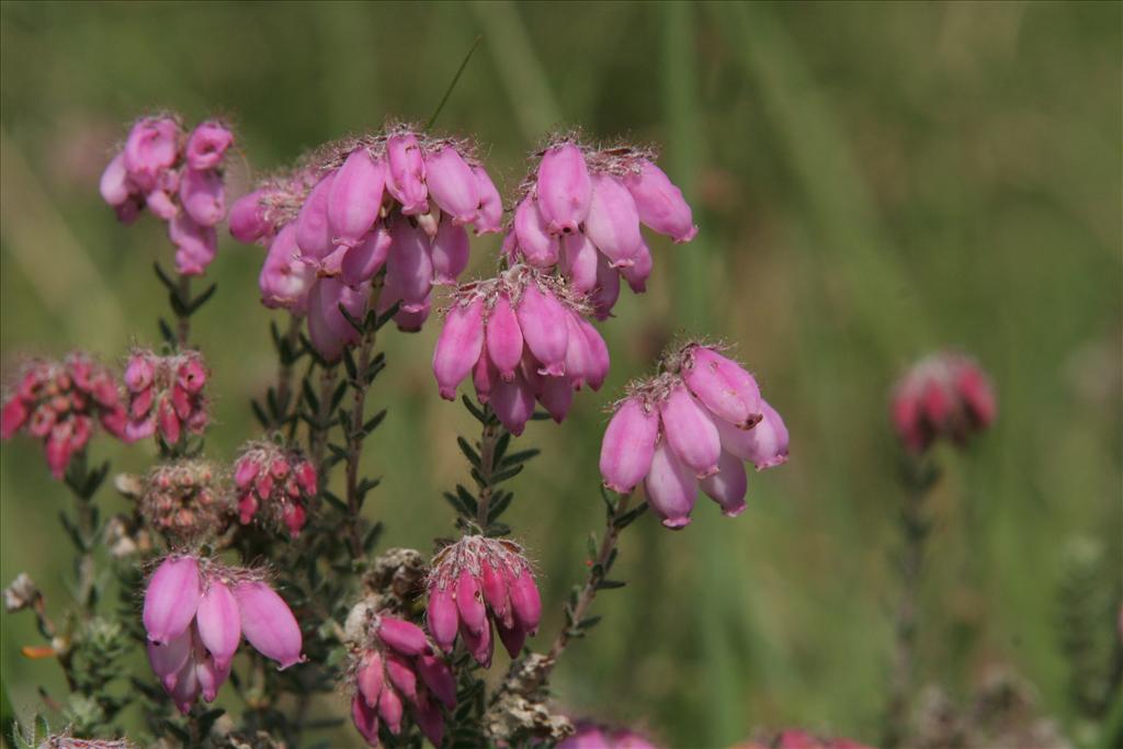 Erica tetralix (door Willem Braam)