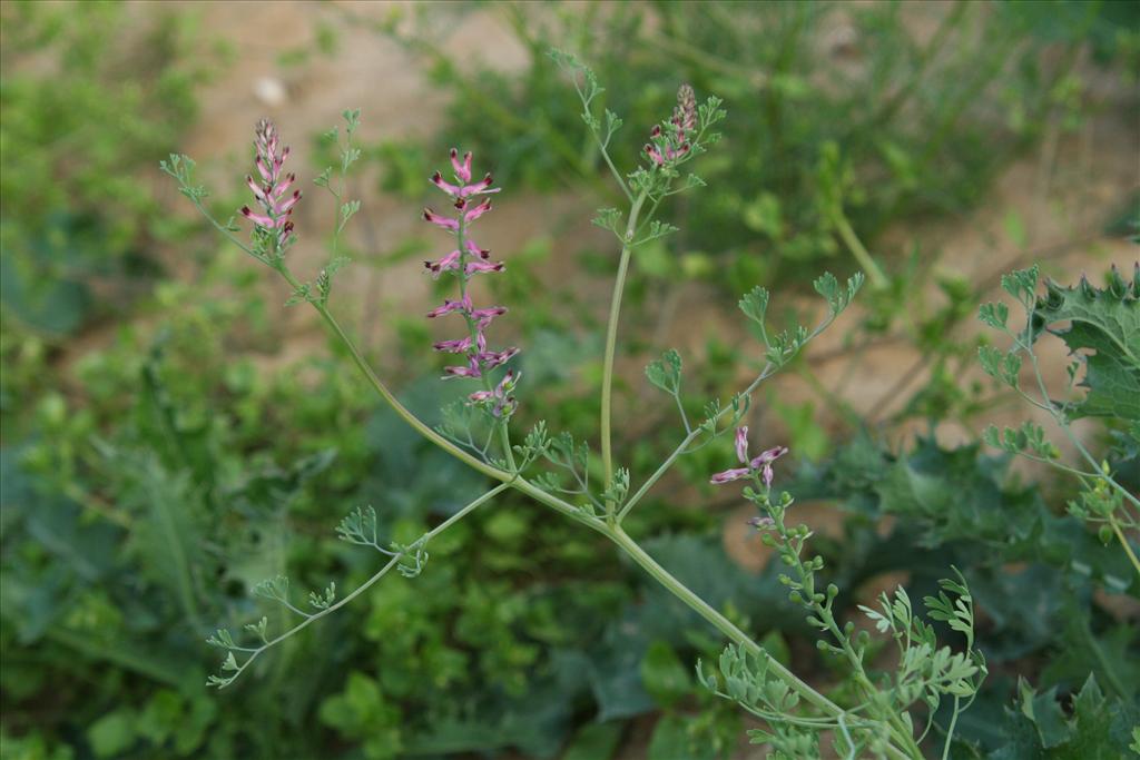 Fumaria officinalis (door Willem Braam)