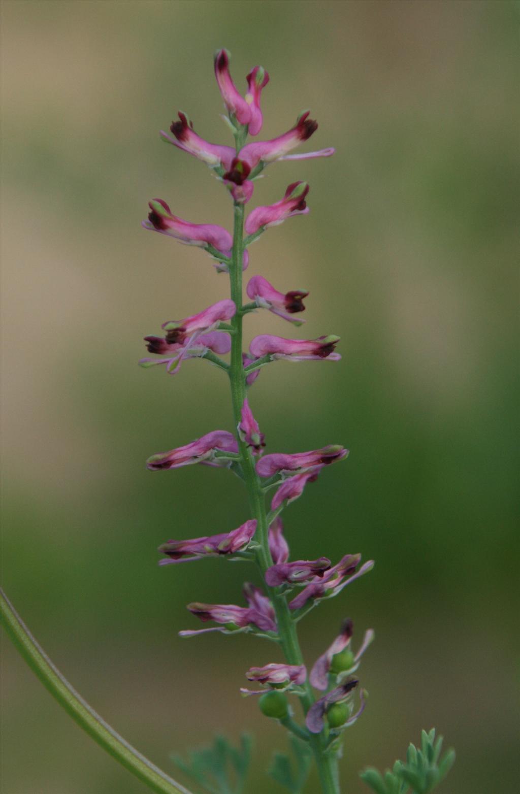 Fumaria officinalis (door Willem Braam)