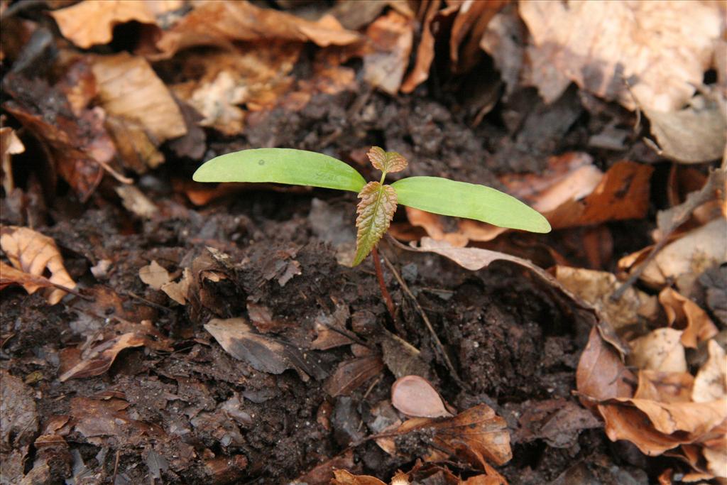 Acer pseudoplatanus (door Willem Braam)