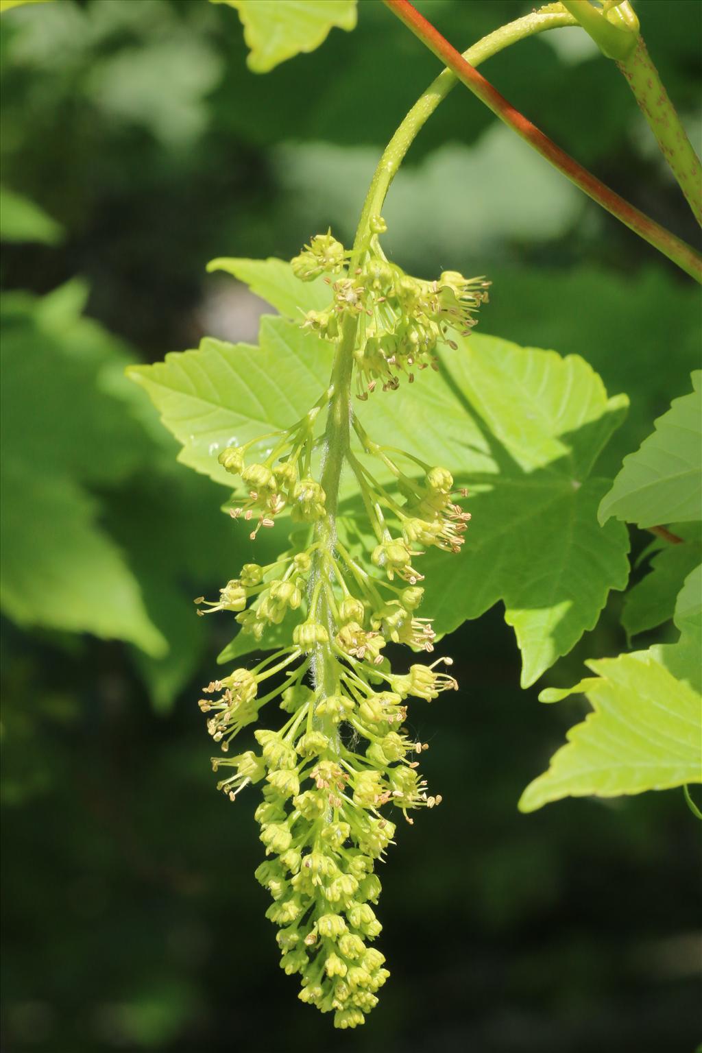 Acer pseudoplatanus (door Willem Braam)