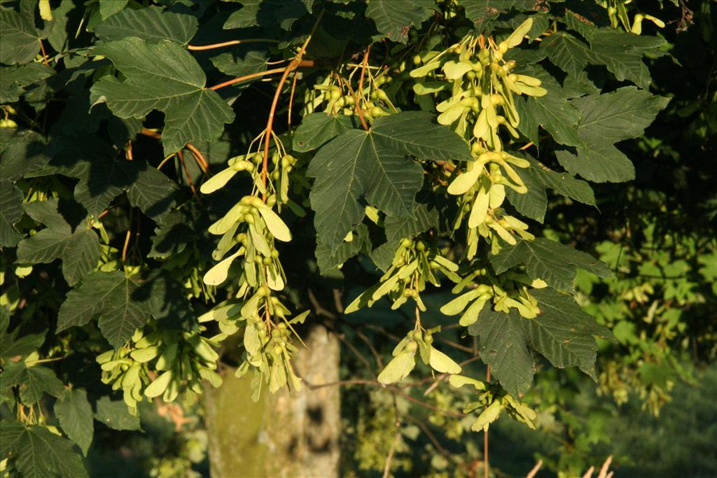 Acer pseudoplatanus (door Willem Braam)